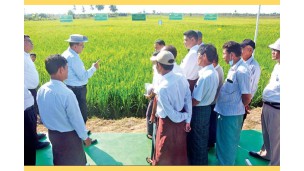 တနင်္သာရီတိုင်းဒေသကြီးအတွင်း ရေရှည်တည်တံ့သော စိုက်ပျိုးရေးစနစ် ဖြစ်ပေါ်စေရေး ကွင်းဆင်းဆောင်ရွက်