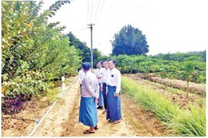 ဒုတိယဝန်ကြီး ဒေါက်တာတင်ထွဋ် ပျဉ်းမနား စိုက်ပျိုးရေးသိပ္ပံကျောင်းဝင်း၌ စိုက်ပျိုးရေးဆိုင်ရာအလေ့အကျင့်ကောင်း GAP နည်းပညာစိုက်ကွင်း ကြည့်ရှုစစ်ဆေး
