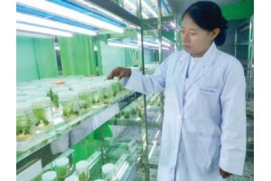 ကြံသီးနှံမျိုးကောင်းမျိုးသန့် ထုတ်လုပ်ဖြန့်ဖြူးနိုင်ရန် ကြံပင်တစ်သျှူးမွေးမြူးခြင်းနည်းပညာ လုပ်ငန်းဆောင်ရွက်