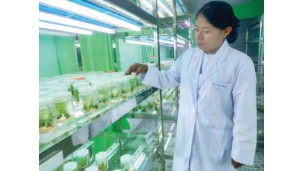 ကြံသီးနှံမျိုးကောင်းမျိုးသန့် ထုတ်လုပ်ဖြန့်ဖြူးနိုင်ရန် ကြံပင်တစ်သျှူးမွေးမြူးခြင်းနည်းပညာ လုပ်ငန်းဆောင်ရွက်