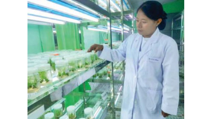 ကြံသီးနှံမျိုးကောင်းမျိုးသန့် ထုတ်လုပ်ဖြန့်ဖြူးနိုင်ရန် ကြံပင်တစ်သျှူးမွေးမြူးခြင်းနည်းပညာ လုပ်ငန်းဆောင်ရွက်