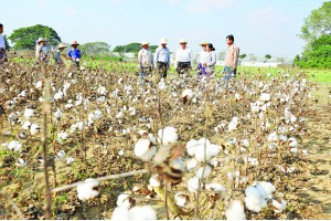ဧကကွက် ဟက်တာကွက်အလိုက် စက်ဖြင့် တစ်ချိန်တည်း တစ်ပြိုင်တည်းဆွတ်ခူးသိမ်းဆည်းရန် ဝါသီးနှံမျိုးနှင့်စိုက်စနစ်နည်းပညာများ စမ်းသပ်