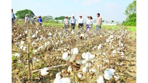 ဧကကွက် ဟက်တာကွက်အလိုက် စက်ဖြင့် တစ်ချိန်တည်း တစ်ပြိုင်တည်းဆွတ်ခူးသိမ်းဆည်းရန် ဝါသီးနှံမျိုးနှင့်စိုက်စနစ်နည်းပညာများ စမ်းသပ်