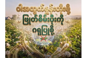 ဝါအထွက်နှုန်းတိုးဖို့ ဖြုတ်စိမ်းပိုးကိုဂရုပြုစို့
