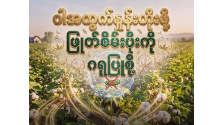 ဝါအထွက်နှုန်းတိုးဖို့ ဖြုတ်စိမ်းပိုးကိုဂရုပြုစို့