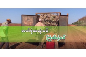ဘက်စုံအသုံးဝင် ကြံသီးနှံပင်