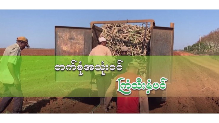 ဘက်စုံအသုံးဝင် ကြံသီးနှံပင်