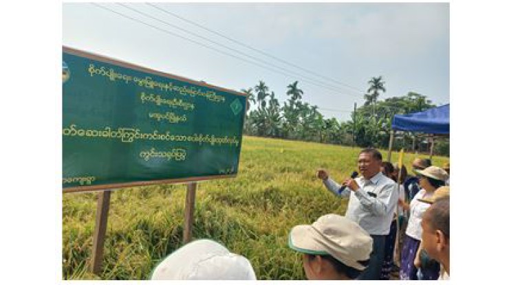 မအူပင်မြို့နယ်၌ ပိုးသတ်ဆေးဓာတ်ကြွင်းကင်းစင်သည့် စပါးစိုက်ပျိုးထုတ်လုပ်နိုင်ရေး ကွင်းသရုပ်ပြပွဲကျင်းပ
