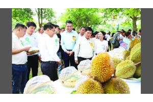 မြေပဒေသာဥယျာဉ်ခြံ၌ မြန်မာ့ဒူးရင်းပွဲတော် ၂၀၂၆ ကျင်းပ