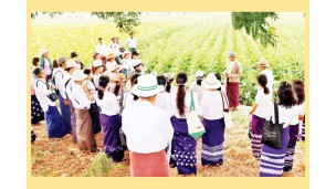 နေကြာသီးနှံနှင့်ပတ်သက်၍ တောင်သူများကိုယ်တိုင် ပူးပေါင်းပါဝင်သော လက်တွေ့အသုံးချ သုတေသနလုပ်ငန်းများ တိုးမြှင့်ဆောင်ရွက်နိုင်ရေး အလေးထားဆောင်ရွက်သွားမည်