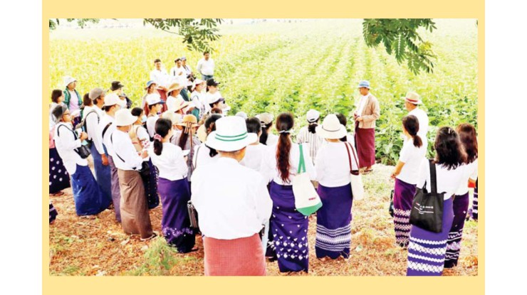နေကြာသီးနှံနှင့်ပတ်သက်၍ တောင်သူများကိုယ်တိုင် ပူးပေါင်းပါဝင်သော လက်တွေ့အသုံးချ သုတေသနလုပ်ငန်းများ တိုးမြှင့်ဆောင်ရွက်နိုင်ရေး အလေးထားဆောင်ရွက်သွားမည်