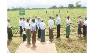 ရာသီဥတုနှင့် သဘာဝဘေးဒဏ်များကြောင့် သီးနှံများ လေလွင့်ဆုံးရှုံးမှု မဖြစ်ပေါ်စေရေး ကြိုတင်စီမံဆောင်ရွက်