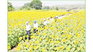 စပ်မျိုးနေကြာ၊ မျိုးယှဉ်ပြိုင်စမ်းသပ်ကွက် မျိုးရွေးချယ်ခြင်း ကွင်းသရုပ်ပြပွဲကျင်းပ တောင်သူများကိုယ်တိုင် မျိုးရွေးချယ် သဘောထား မှတ်ချက်ပေး