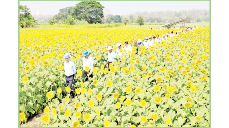 စပ်မျိုးနေကြာ၊ မျိုးယှဉ်ပြိုင်စမ်းသပ်ကွက် မျိုးရွေးချယ်ခြင်း ကွင်းသရုပ်ပြပွဲကျင်းပ တောင်သူများကိုယ်တိုင် မျိုးရွေးချယ် သဘောထား မှတ်ချက်ပေး
