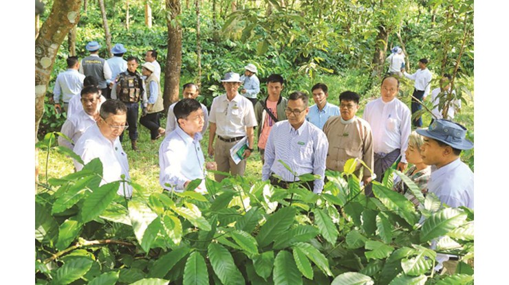 ဧရာဝတီတိုင်းဒေသကြီး၌ အခြေအနေပေးသည့်ဒေသတွင် ကော်ဖီတိုးချဲ့ထုတ်လုပ်နိုင်ရေး အားပေးကူညီ