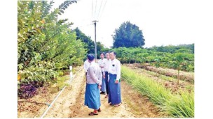 ဒုတိယဝန်ကြီး ဒေါက်တာတင်ထွဋ် ပျဉ်းမနား စိုက်ပျိုးရေးသိပ္ပံကျောင်းဝင်း၌ စိုက်ပျိုးရေးဆိုင်ရာအလေ့အကျင့်ကောင်း GAP နည်းပညာစိုက်ကွင်း ကြည့်ရှုစစ်ဆေး