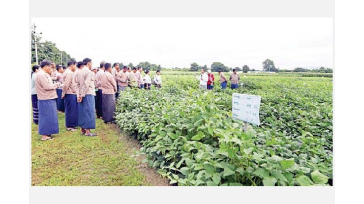 တောင်သူပညာပေးလုပ်ငန်းတစ်ရပ်အဖြစ် စံပြကွက်များ ထူထောင်ရန် လိုအပ်