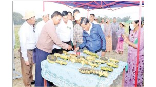 မကွေးတိုင်းဒေသကြီး၏ လယ်ယာကုန်ထုတ်လုပ်ငန်းများ မြှင့်တင်ဆောင်ရွက်နိုင်ရေး လိုအပ်ချက်များ ကွင်းဆင်းပံ့ပိုးကူညီ