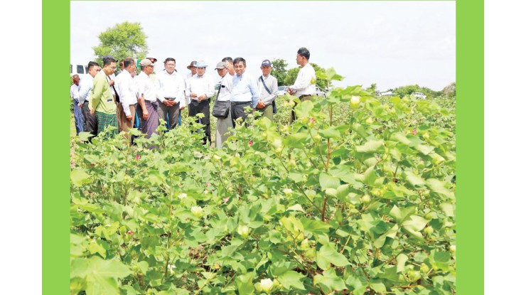 ဝါအထွက်နှုန်းနှင့် ဝါဂွမ်းအရည်အသွေးကောင်းရရှိရေးအတွက် နည်းပညာအပါအဝင် လိုအပ်ချက်များ ကူညီဆောင်ရွက်ပေးလျက်ရှိ