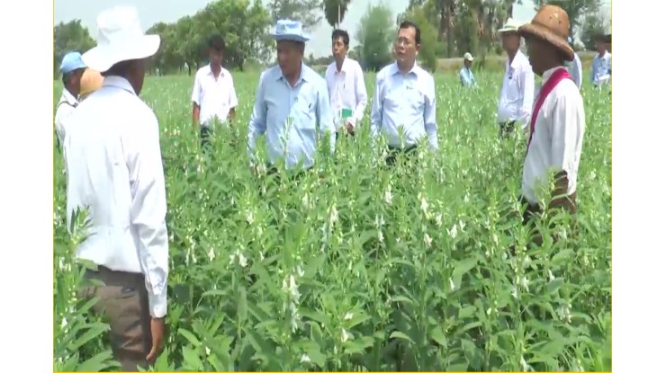 စိုက်ပျိုးရေး၊မွေးမြူရေးနှင့်ဆည်မြောင်းဝန်ကြီးဌာန၊ ဒုတိယဝန်ကြီး၊ဦးဗိုလ်ဗိုလ်ကျော်သည် မန္တလေးတိုင်းဒေသကြီး၊ ကျောက်ဆည်ခရိုင်အတွင်းရှိ နှမ်းစိုက်ခင်းများကွင်းဆင်းစစ်ဆေး