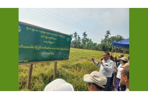 မအူပင်မြို့နယ်၌ ပိုးသတ်ဆေးဓာတ်ကြွင်းကင်းစင်သည့် စပါးစိုက်ပျိုးထုတ်လုပ်နိုင်ရေး စံပြကွက်ကွင်းသရုပ်ပြ