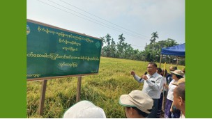 မအူပင်မြို့နယ်၌ ပိုးသတ်ဆေးဓာတ်ကြွင်းကင်းစင်သည့် စပါးစိုက်ပျိုးထုတ်လုပ်နိုင်ရေး စံပြကွက်ကွင်းသရုပ်ပြ