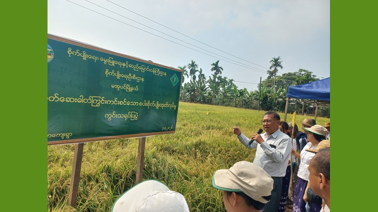 မအူပင်မြို့နယ်၌ ပိုးသတ်ဆေးဓာတ်ကြွင်းကင်းစင်သည့် စပါးစိုက်ပျိုးထုတ်လုပ်နိုင်ရေး စံပြကွက်ကွင်းသရုပ်ပြ