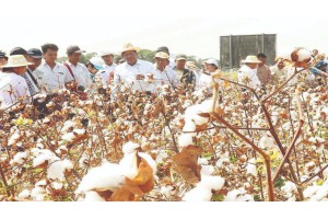 တစ်ပြိုင်တည်း ဝါကောက်သိမ်းနိုင်ရန် အပင်အရွယ်အစားထိန်းချုပ်ခြင်းနည်းလမ်းများ အသုံးပြုစိုက်ပျိုးခြင်း ကွင်းသရုပ်ပြ