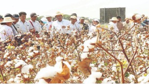 တစ်ပြိုင်တည်း ဝါကောက်သိမ်းနိုင်ရန် အပင်အရွယ်အစားထိန်းချုပ်ခြင်းနည်းလမ်းများ အသုံးပြုစိုက်ပျိုးခြင်း ကွင်းသရုပ်ပြ