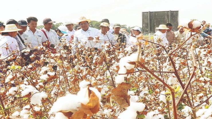 တစ်ပြိုင်တည်း ဝါကောက်သိမ်းနိုင်ရန် အပင်အရွယ်အစားထိန်းချုပ်ခြင်းနည်းလမ်းများ အသုံးပြုစိုက်ပျိုးခြင်း ကွင်းသရုပ်ပြ