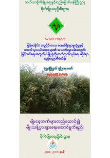 ပဲမျိုးစုံထိုးတက်ထုတ်လုပ်ရေးဆိုင်ရာ နည်းပညာစီမံကိန်း