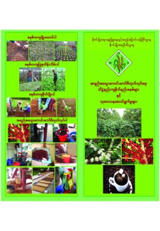 အရည်အသွေးကောင်း ကော်ဖီထုတ်လုပ်နိုင်ရေး သိပ္ပံနည်းကျ ကော်ဖီစိုက်ပျိုးနည်းစနစ်