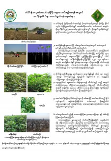 ဝါသီးနှံအထွက်ကောင်းရရှိပြီး စျေးကောင်းရရှိရန်အတွက် သတိပြုလိုက်နာရမည့်အချက်များ