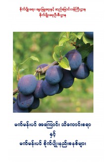 မက်မန်းပင် အကြောင်းသိကောင်းစရာနှင့် စိုက်ပျိုးနည်းစနစ်