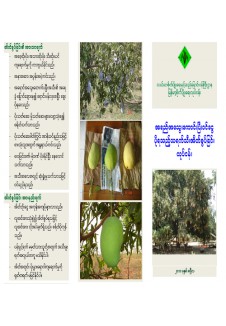 သရက်သီးအိတ်စွပ်ခြင်းနည်းပညာ