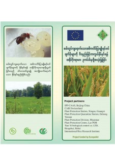 စပါးတွင် အဓိကကျရောက်တတ်သော လိပ်ပြာမျိုးရင်းဝင် ဖျက် ပိုးများကို နဂျီ အသုံးပြုကာကွယ်နှိမ်နင်းခြင်းနည်းပညာ
