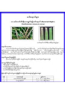 စပါးသီးနှံအဓိက ကျရောက်သော ရောဂါလက္ခဏာများနှင့် ကာကွယ်နှိမ်နင်းနည်းပညာ