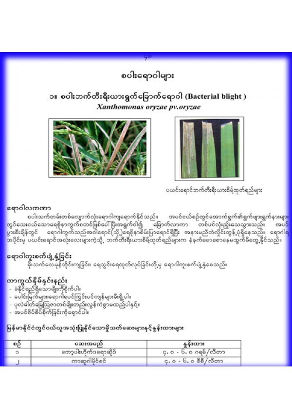 စပါးသီးနှံအဓိက ကျရောက်သော ရောဂါလက္ခဏာများနှင့် ကာကွယ်နှိမ်နင်းနည်းပညာ