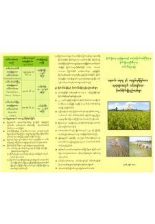 ရေတက်ရေကျနှင့်ရေလွှမ်းမိုးဒေသများအတွက် သင့်လျော်သော မိုးစပါးစိုက်ပျိုးနည်းစနစ်များ
