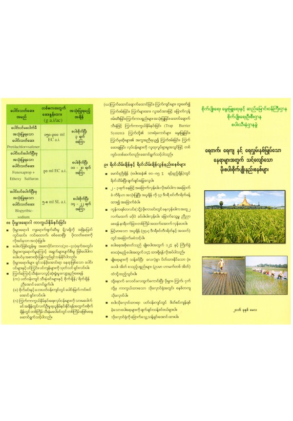 ရေတက်ရေကျနှင့်ရေလွှမ်းမိုးဒေသများအတွက် သင့်လျော်သော မိုးစပါးစိုက်ပျိုးနည်းစနစ်များ