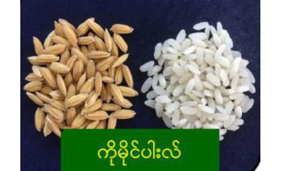 စိုက်ပျိုးရေးသုတေသနဦးစီးဌာန မှ စျေးကွက်ဝင်အရည်အသွေးကောင်း စပါးမျိုးသစ် YKQR-01 (ဝိုင်ကေကြူအာ-၀၁) ထုတ်လုပ်