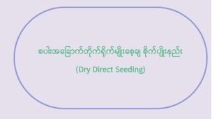 စပါးအခြောက်တိုက်ရိုက်မျိုးစေ့ချစိုက်ပျိုးနည်း (Dry Direct Seeding)