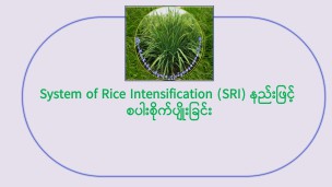 System of Rice Intensification (SRI) နည်းဖြင့် စပါးစိုက်ပျိုးခြင်း