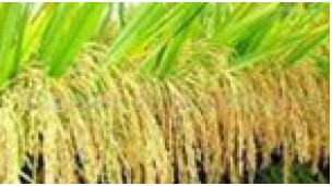 High Yielding Varieties