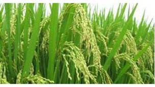 Hybrid Rice