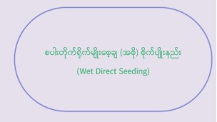 (Wet Direct Seeding) စပါးတိုက်ရိုက်မျိုးစေ့ချ(အစို)စိုက်ပျိုးနည်း