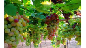 Grape