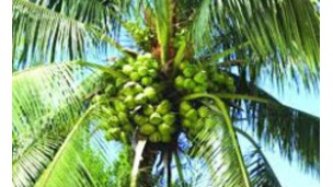 Coconut