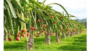 Dragon Fruit