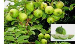 Guava